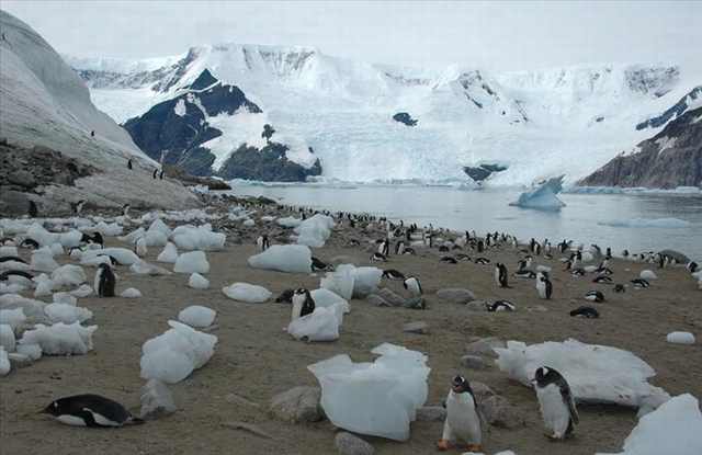 penguin photos