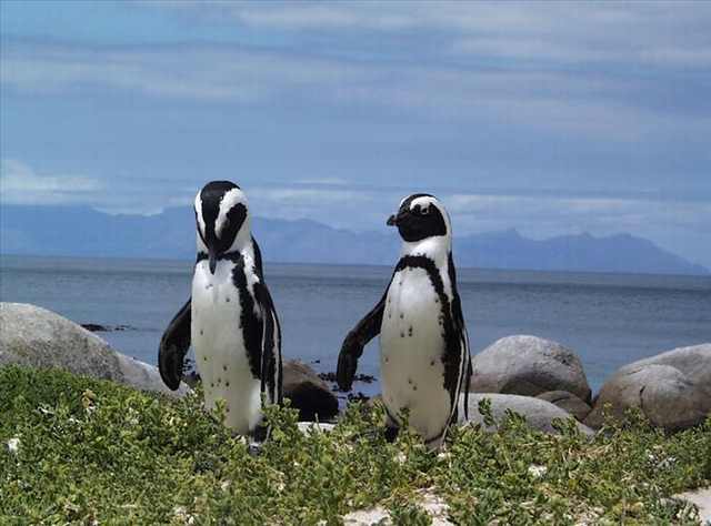 penguin photos