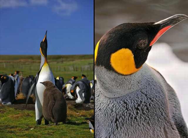 penguin photos