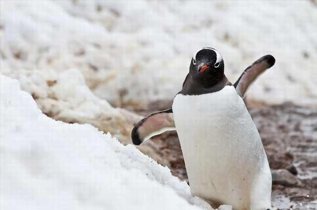 penguin photos