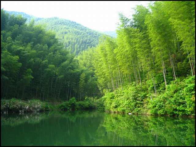 bamboo forests