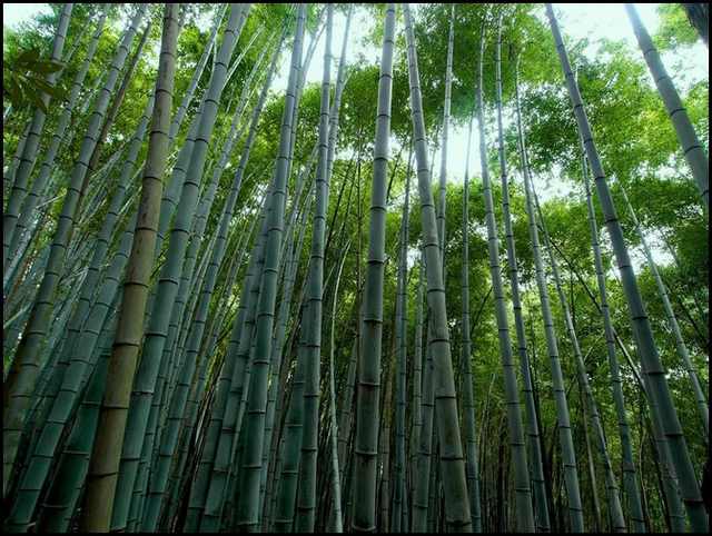 bamboo forests