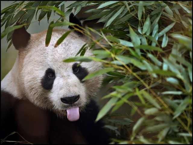 Bamboo Forests: Discovering the Fascinating Wildlife that Inhabit Them ...