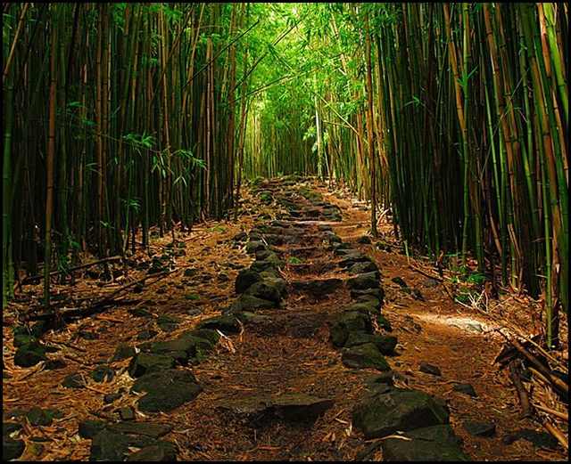 bamboo forests