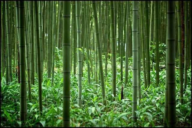 bamboo forests