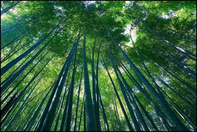 bamboo forests