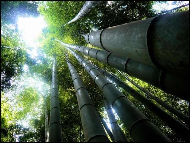 bamboo forests