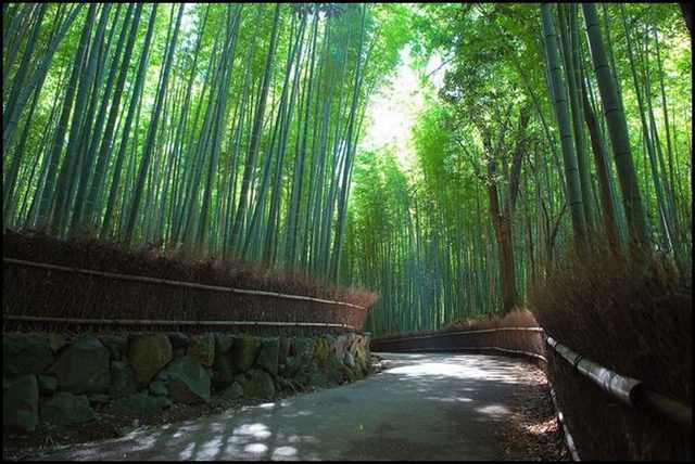 bamboo forests