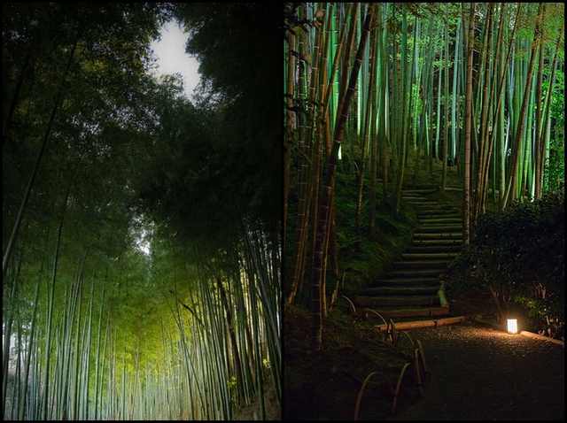 bamboo forests