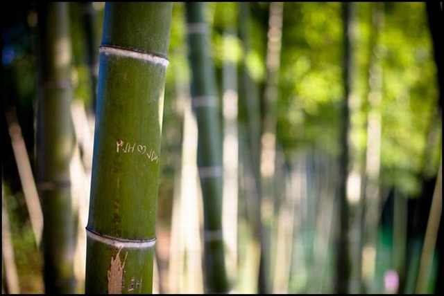 bamboo forests