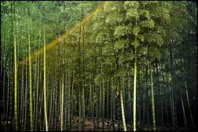 bamboo forests