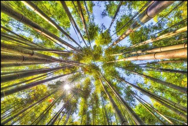 bamboo forests