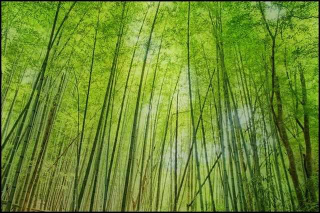 bamboo forests