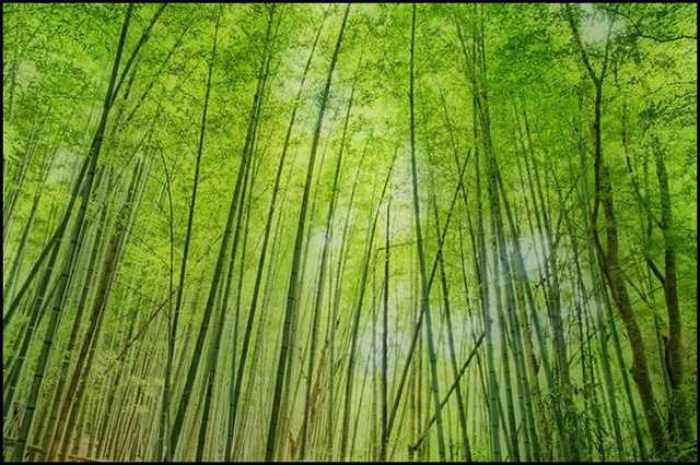 The Ever Green Bamboo Forests Beautiful