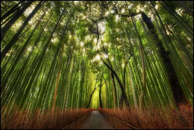 bamboo forests