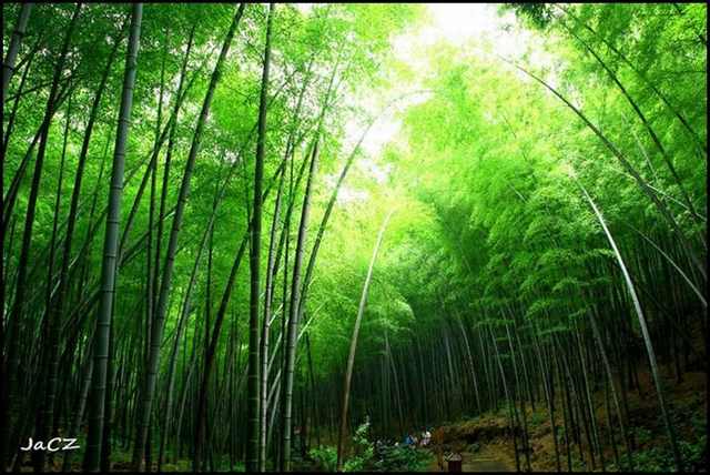 bamboo forests