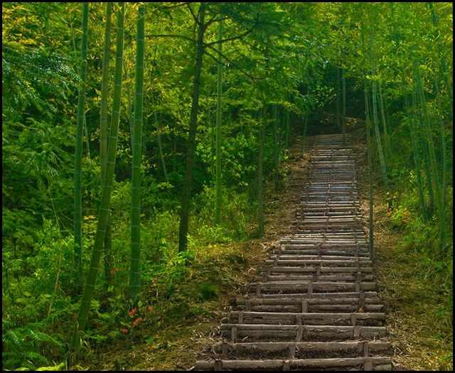 bamboo forests