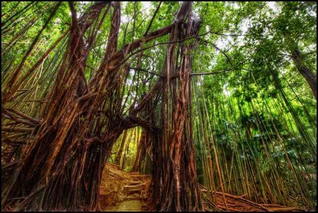 bamboo forests