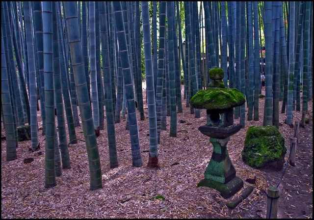 bamboo forests