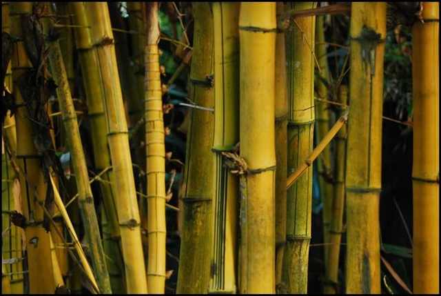 bamboo forests