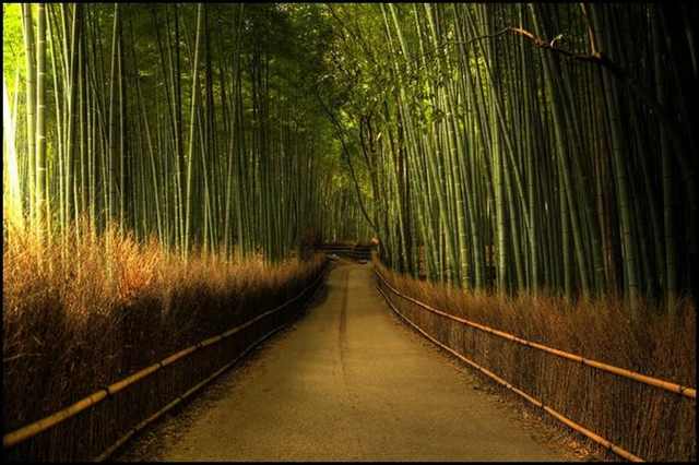 bamboo forests