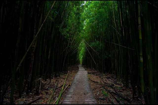 bamboo forests