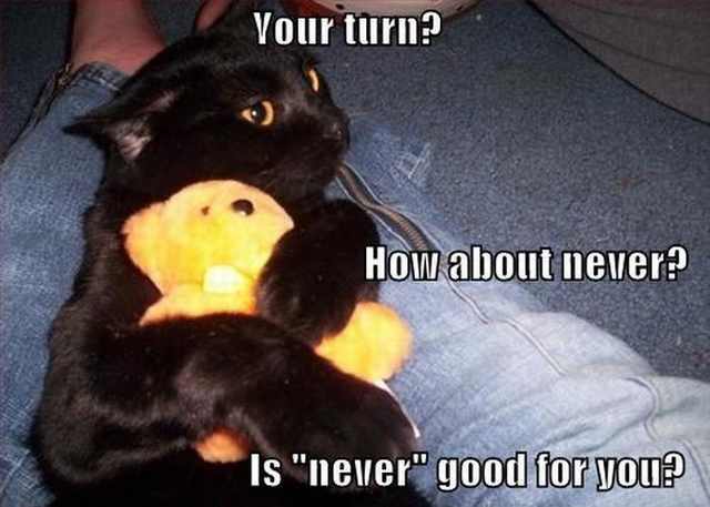 cats and stuffed toys