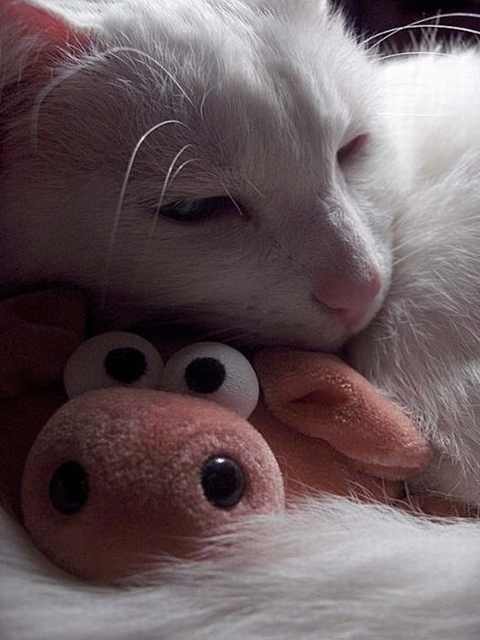 cats and stuffed toys