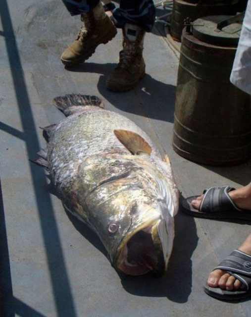 huge caught fish
