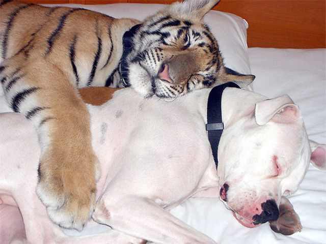 Animal Friendships