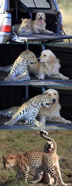 Animal Friendships