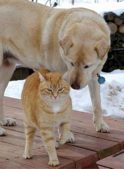 Animal Friendships