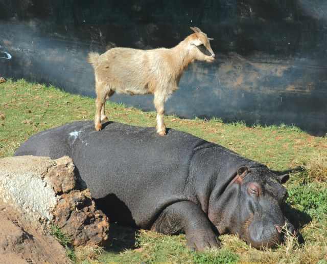 Animal Friendships