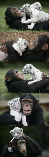 The Most Incredible Animal Friendships!