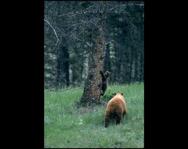 grand teton park