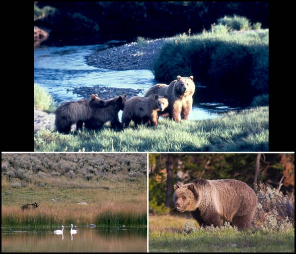 grand teton park