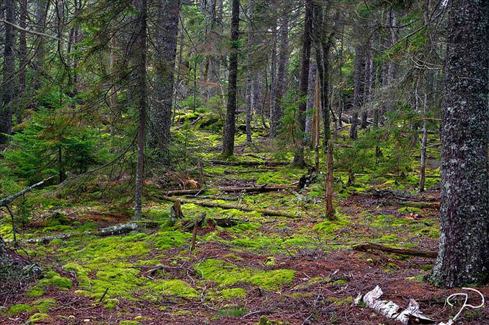 acadia national park