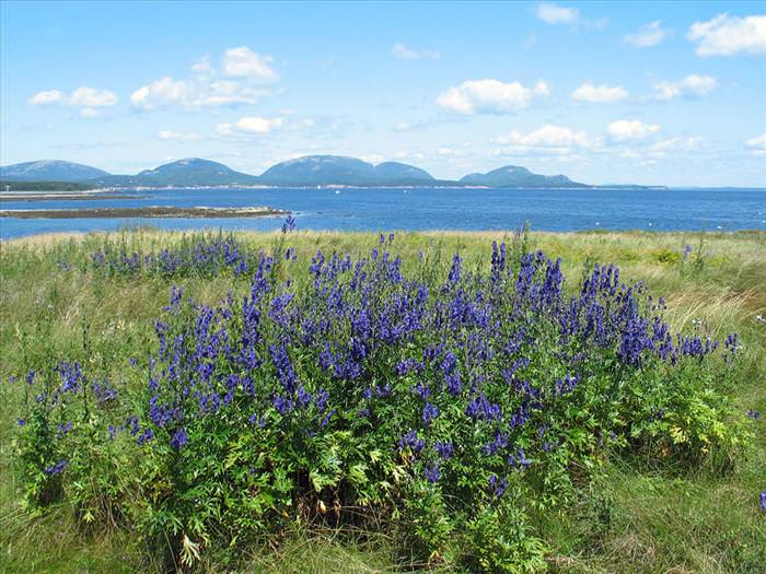 acadia national park