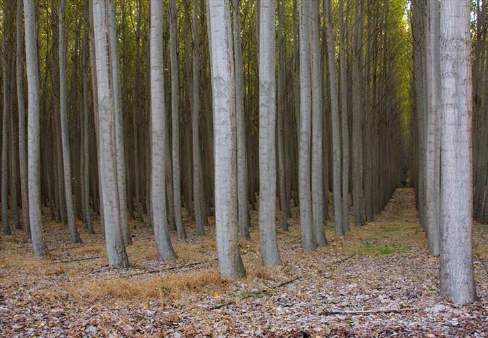 tree farm