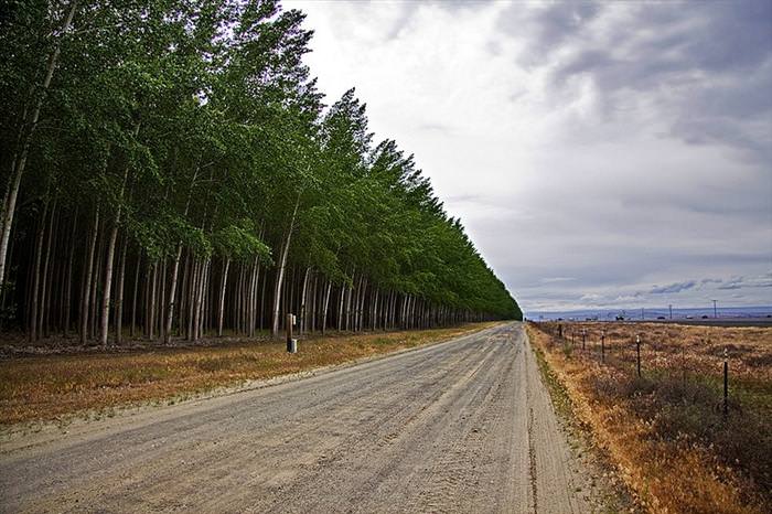 tree farm