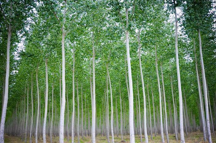 tree farm