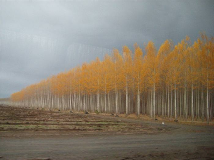 tree farm