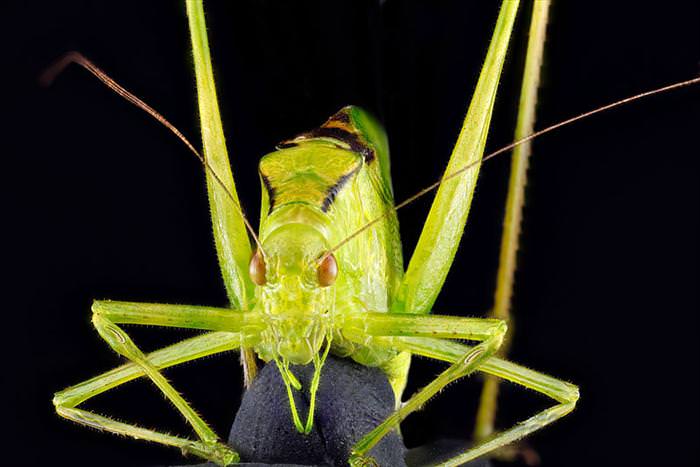 incredible insect photos