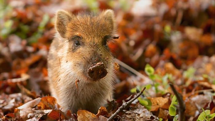 fall pictures with animals