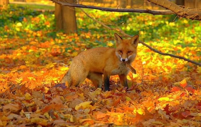 Fall Pictures With Animals