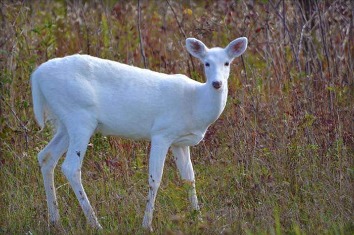 animals of the fall