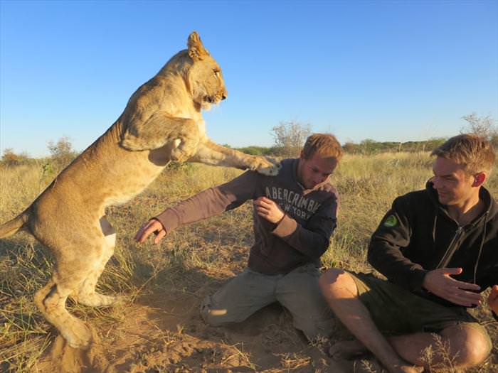 lion encounters