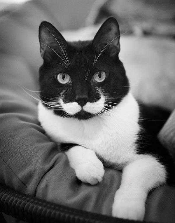 animals with mustaches