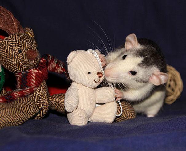 rats with teddys