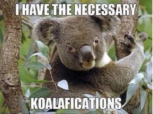 animal puns: koala pun